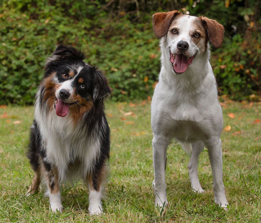 Nos adorables compagnons