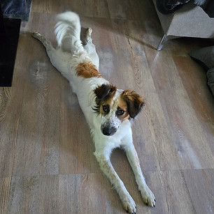 Petit chien adorable